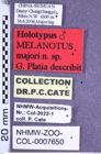 Etikette zu Melanotus majori (Platia, 2008) (NHMW-ZOO-COL-0007650)